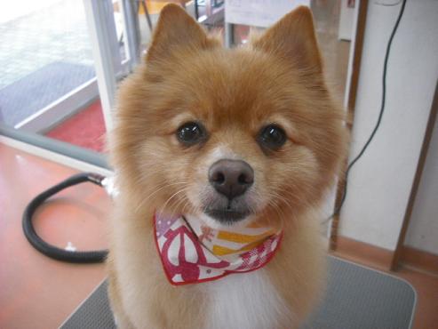 ファイル 1074-1.jpg