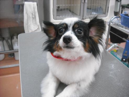 ファイル 1075-1.jpg