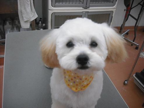 ファイル 1076-1.jpg