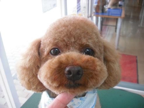 ファイル 1078-1.jpg