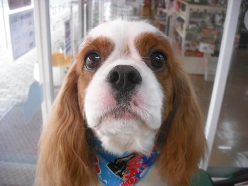 ファイル 1079-1.jpg