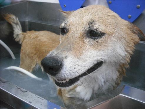 ファイル 1080-1.jpg