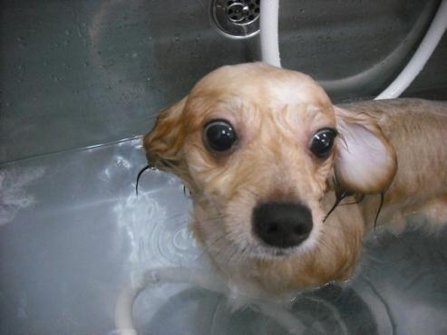 ファイル 1081-2.jpg