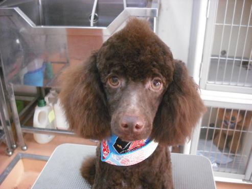 ファイル 1088-1.jpg