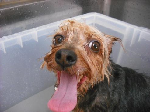 ファイル 1090-1.jpg