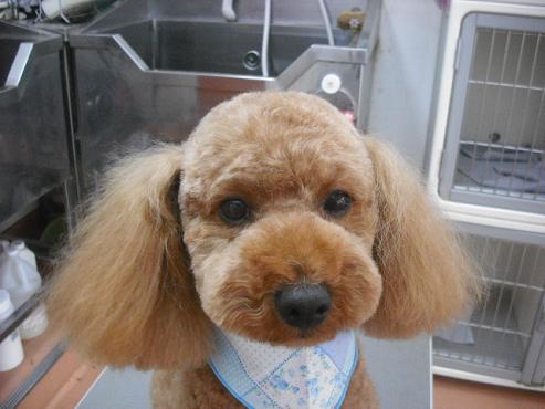 ファイル 1091-1.jpg