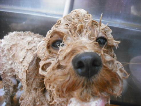 ファイル 1091-2.jpg