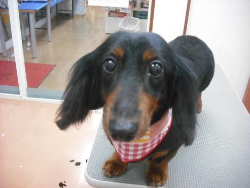 ファイル 1092-1.jpg