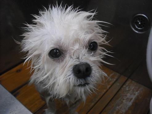 ファイル 1093-2.jpg