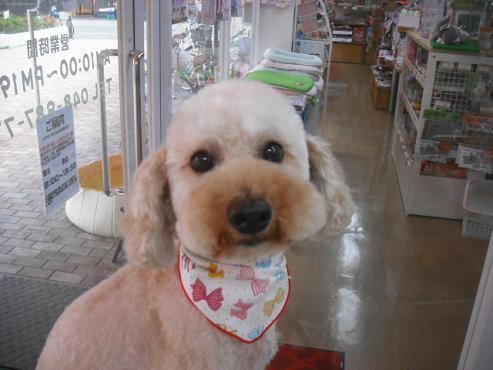 ファイル 1096-1.jpg