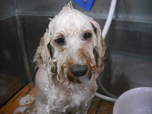 ファイル 1096-2.jpg