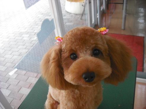 ファイル 1097-1.jpg