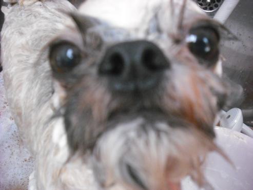 ファイル 1100-2.jpg