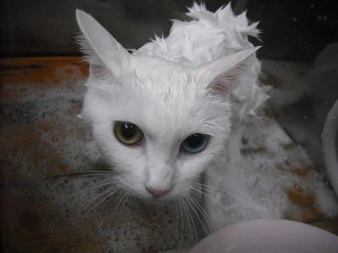 ファイル 1101-2.jpg