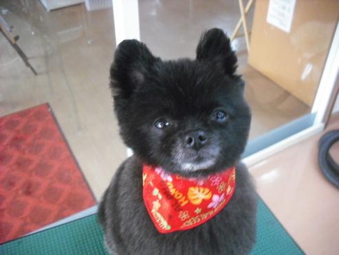 ファイル 1103-1.jpg