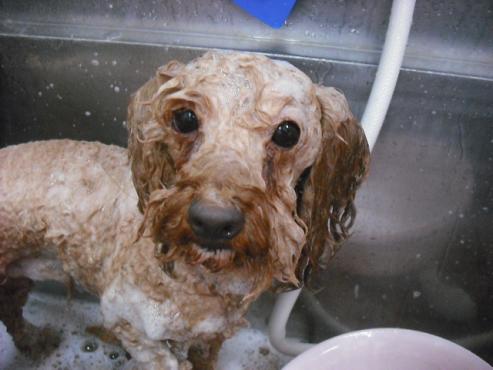 ファイル 1104-2.jpg