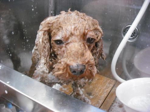 ファイル 1105-2.jpg