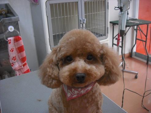 ファイル 1106-1.jpg