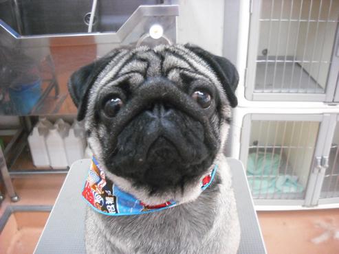 ファイル 1107-1.jpg