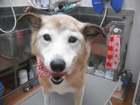 ファイル 1108-1.jpg