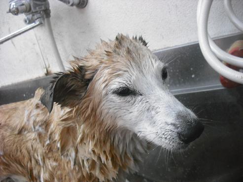 ファイル 1108-2.jpg