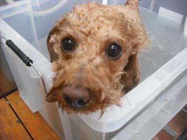 ファイル 1109-2.jpg