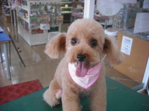 ファイル 1111-1.jpg