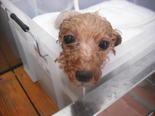 ファイル 1111-2.jpg