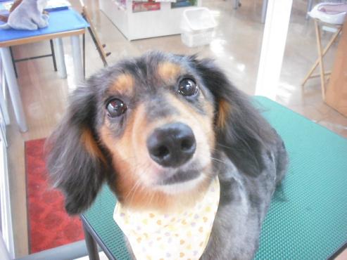 ファイル 1113-1.jpg