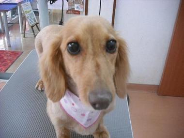 ファイル 1114-1.jpg