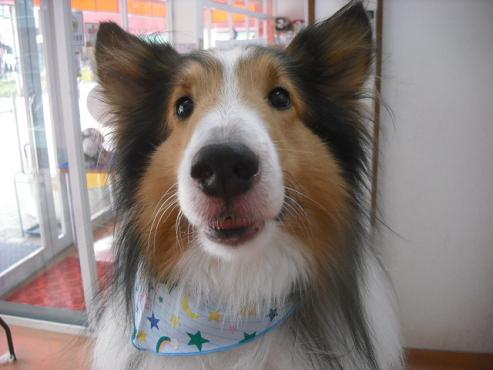 ファイル 1115-1.jpg