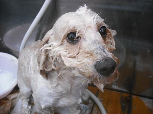 ファイル 1116-2.jpg