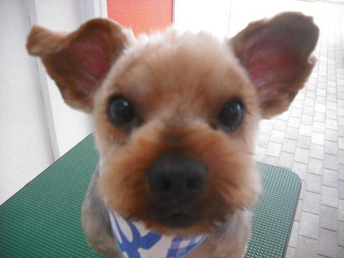 ファイル 1117-1.jpg