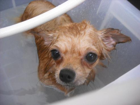 ファイル 1120-1.jpg