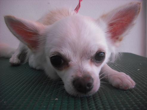 ファイル 1121-1.jpg