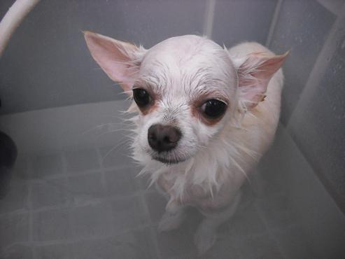 ファイル 1121-2.jpg