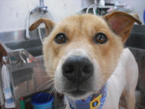 ファイル 1132-1.jpg