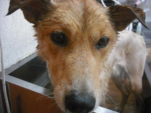 ファイル 1132-2.jpg