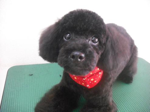 ファイル 1133-1.jpg