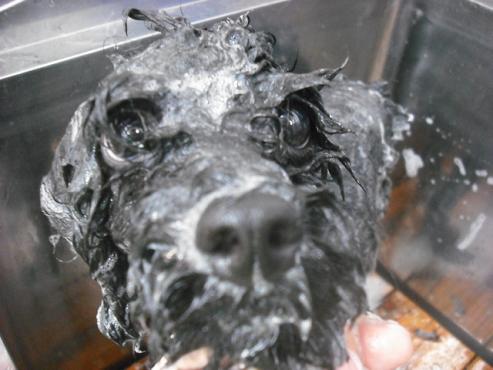 ファイル 1133-2.jpg