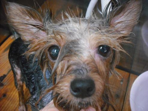 ファイル 1137-2.jpg