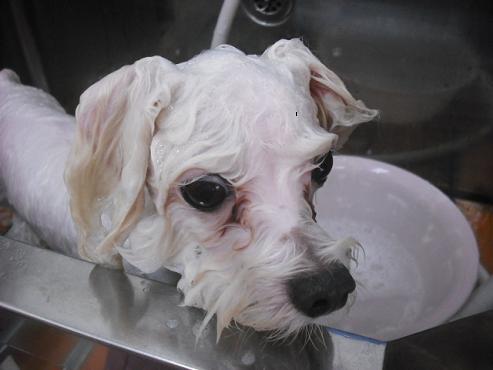 ファイル 1138-2.jpg