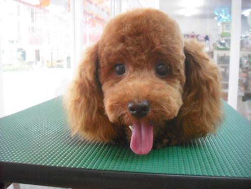 ファイル 1140-1.jpg