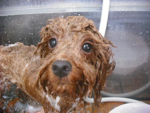 ファイル 1140-2.jpg