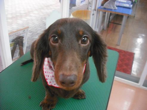 ファイル 1141-1.jpg