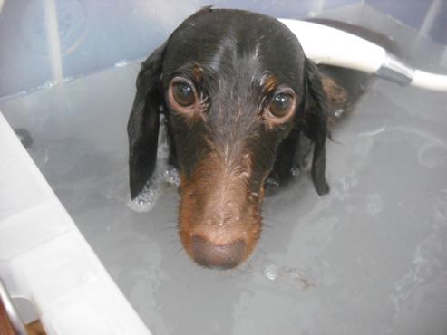 ファイル 1141-2.jpg