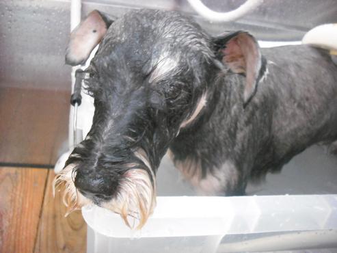 ファイル 1142-2.jpg