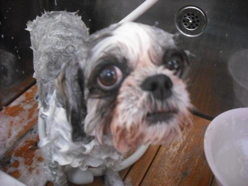 ファイル 1143-2.jpg