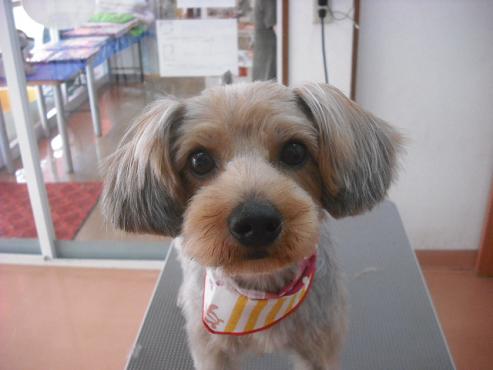 ファイル 1144-1.jpg