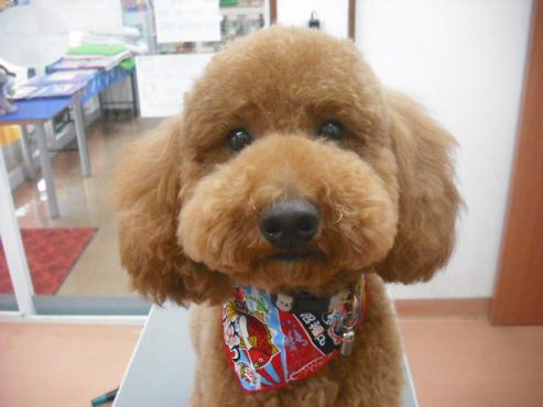 ファイル 1145-1.jpg